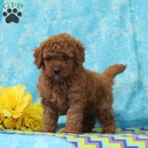 Teddy, Cavapoo Puppy